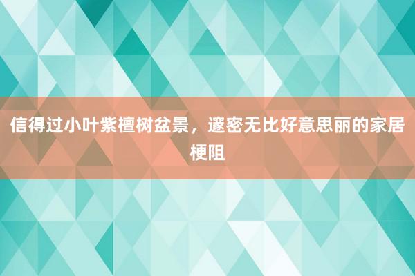 信得过小叶紫檀树盆景，邃密无比好意思丽的家居梗阻