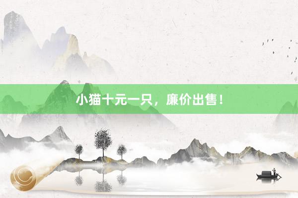 小猫十元一只，廉价出售！